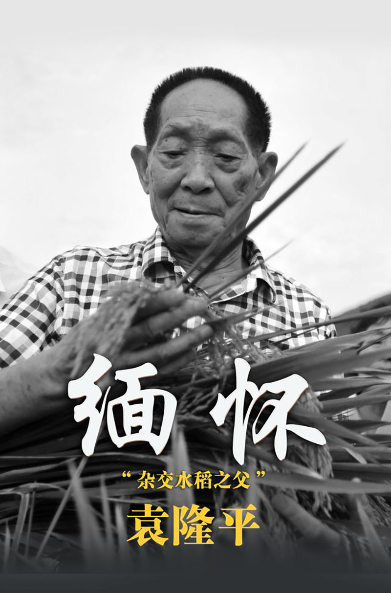 先生千古，國士無雙|諾豐導(dǎo)熱硅膠緬懷、致敬，永遠(yuǎn)的“雜交水稻之父”袁隆平